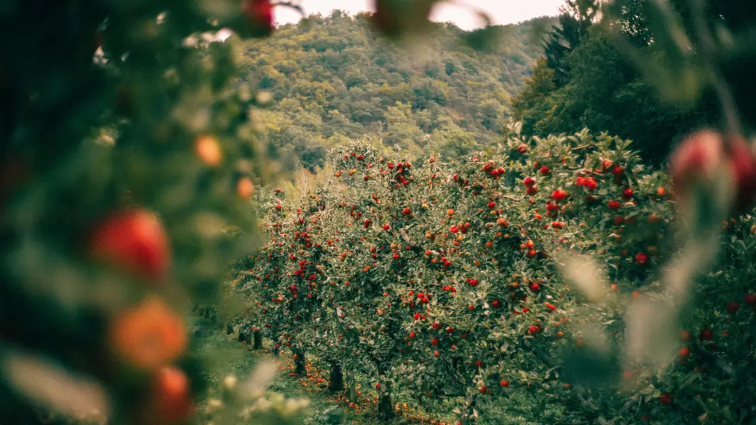 The 12 Best Places to Go Apple Picking Near New York City Jorg bauer hzx1 r5ke50 unsplash 2