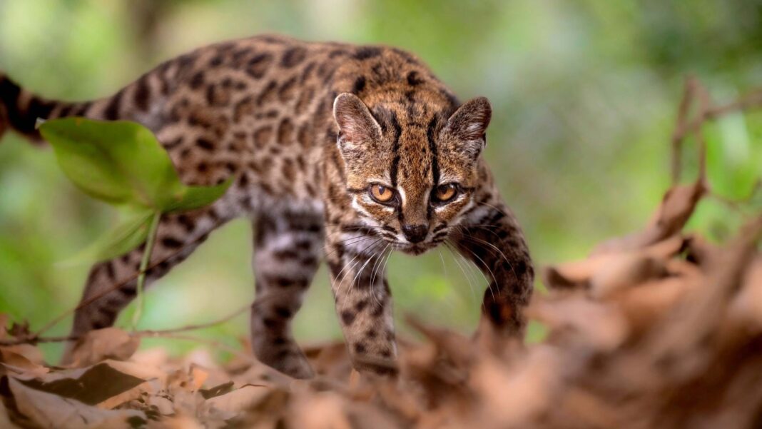 Skynews leopardus tilcayo cat 7355074
