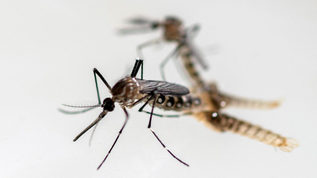 ‘Hitchhiking’ mosquitoes that can transmit dengue and Zika virus found breeding in UK Skynews mosquito insect 7340030