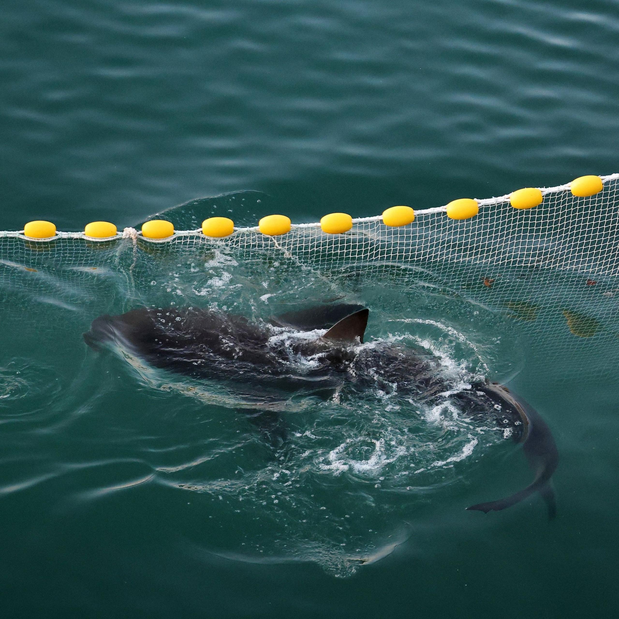A shark nicknamed "Bukangi" swimming in a canal while visitors watch during an operation to guide it out of the canal at the North Port in Busan, South Korea, October 21, 2026.