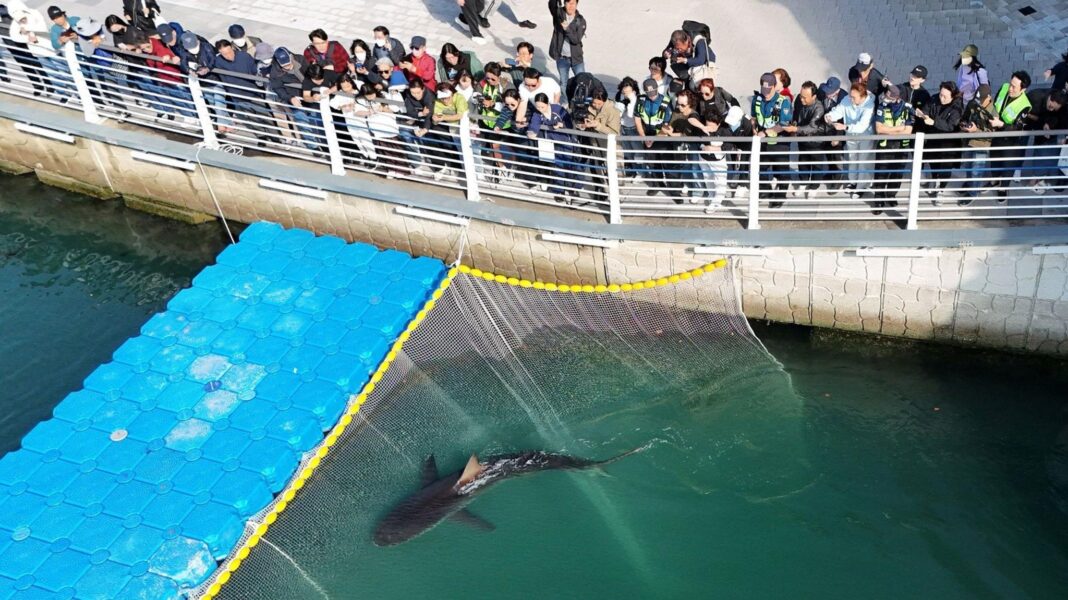 A shark named Bukangi swims in a canal in Busan, South Korea as tourists look on from above