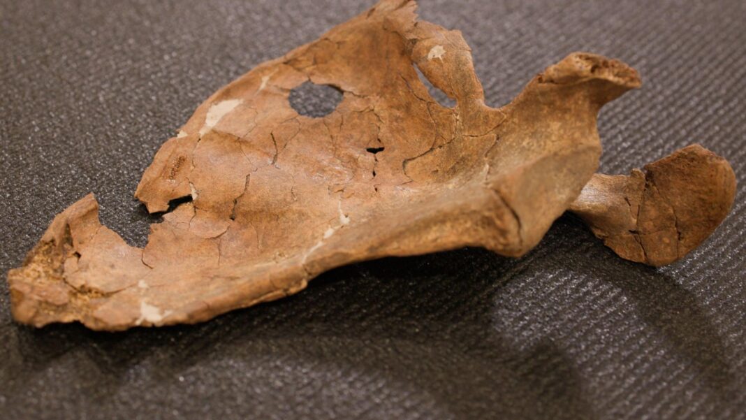 Was Neanderthal life violent? This wound suggests lethal fighting was more common A close-up of a brown, fragile left shoulder blade from Shanidar A, lying on dark textured cloth. The bone is incomplete and criss-crossed with fine cracks. Near its upper edge is a neat, round hole about the width of a fingertip