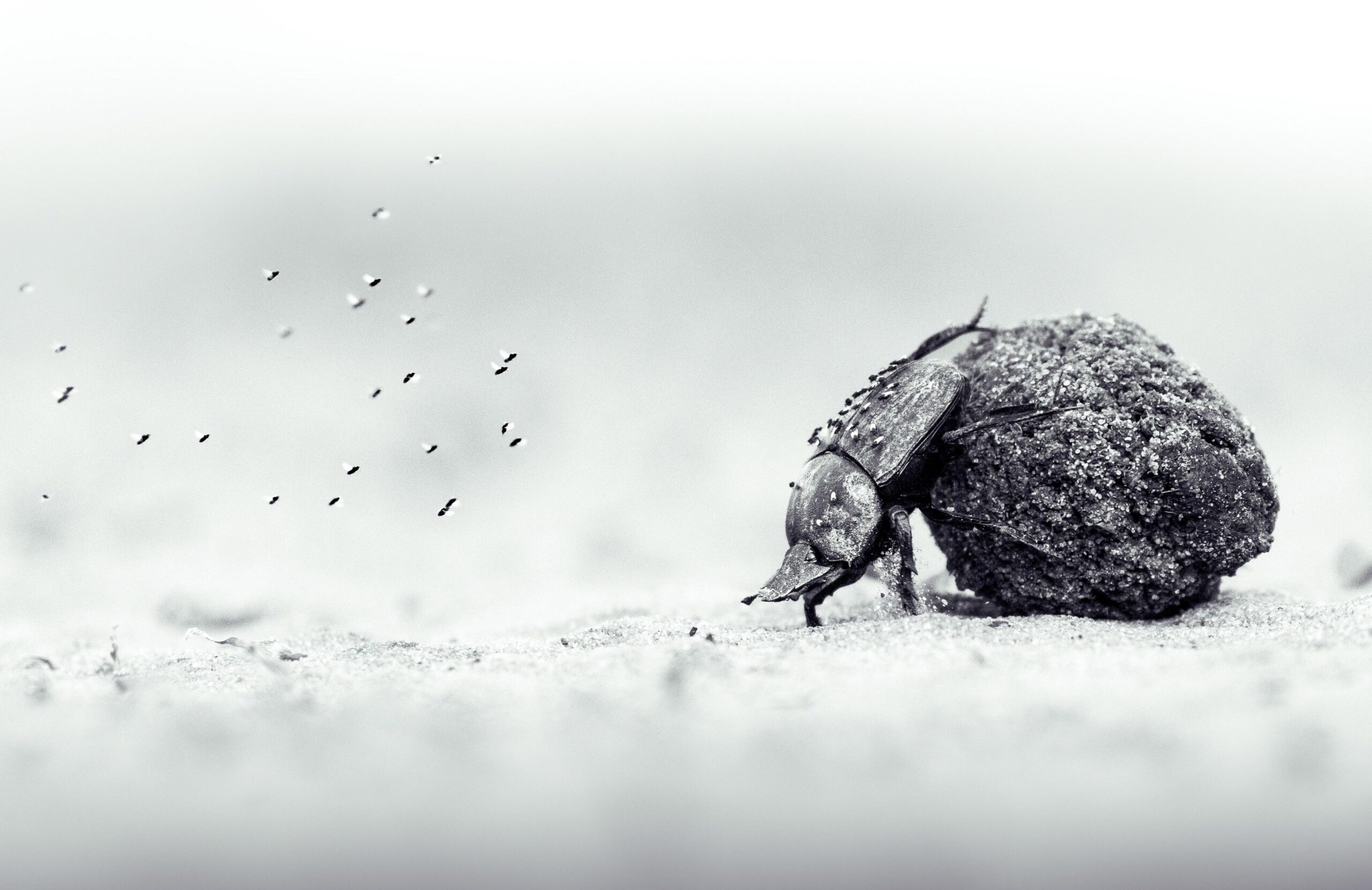 A dung beetle pushes a ball of dung over twice its size along a dusty surface. Tiny flies cover its back and hover behind it, in this high-contrast, monochrome image.