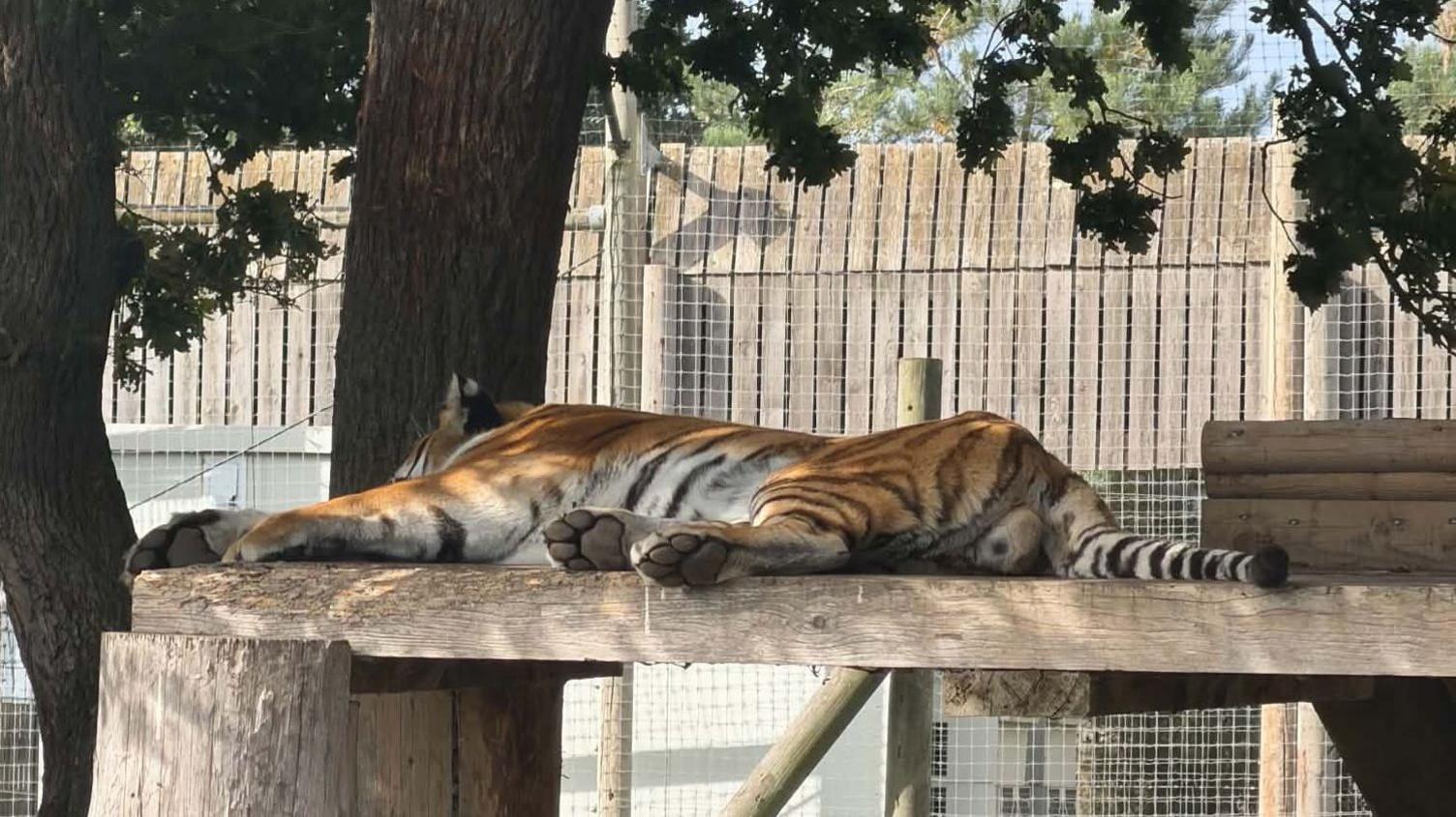 A tiger lying on a wooden platform in an enclosure.