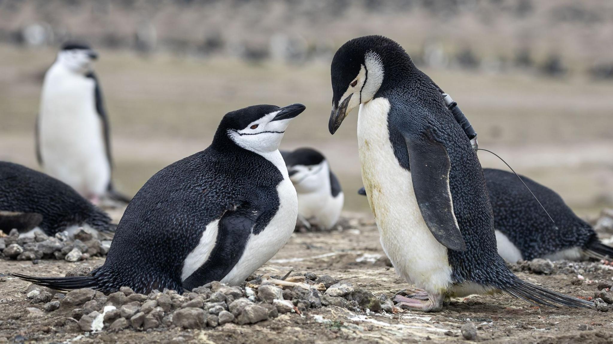 Two black and white chinstrap penguins - that appear to be a nesting pair - face each other in the foreground, while a few others of the same species sit and stand in the background. The landscape is brown and rocky, with the birds sitting on nests made of piles of small rocks. The penguin in the right of the image has a tracking device - a small tracker with an antenna - on its back.