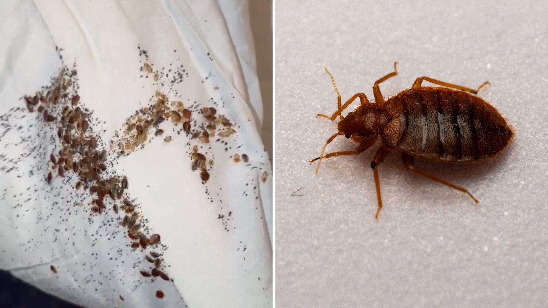 Bed bugs