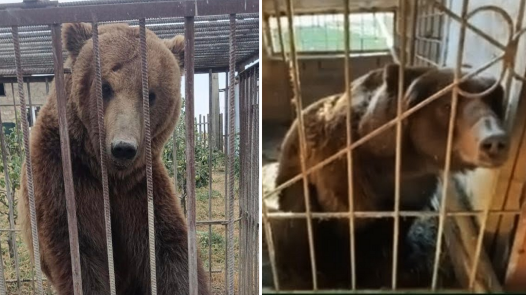 From Russian cages to Irish sanctuary: The five-year rescue journey of Bu and Tyapa Tyapa (left) and Bu (right) are two large brown bears which are pictured in very small enclosures