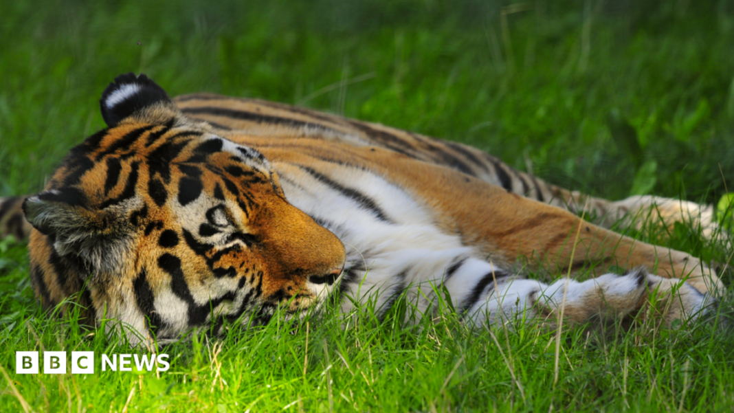 Man attacked by tiger at Yorkshire Wildlife Park Man attacked by tiger at Yorkshire Wildlife Park