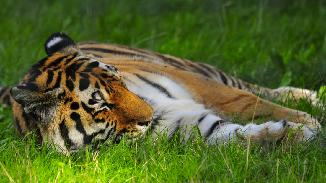 A tiger sprawled on grass.