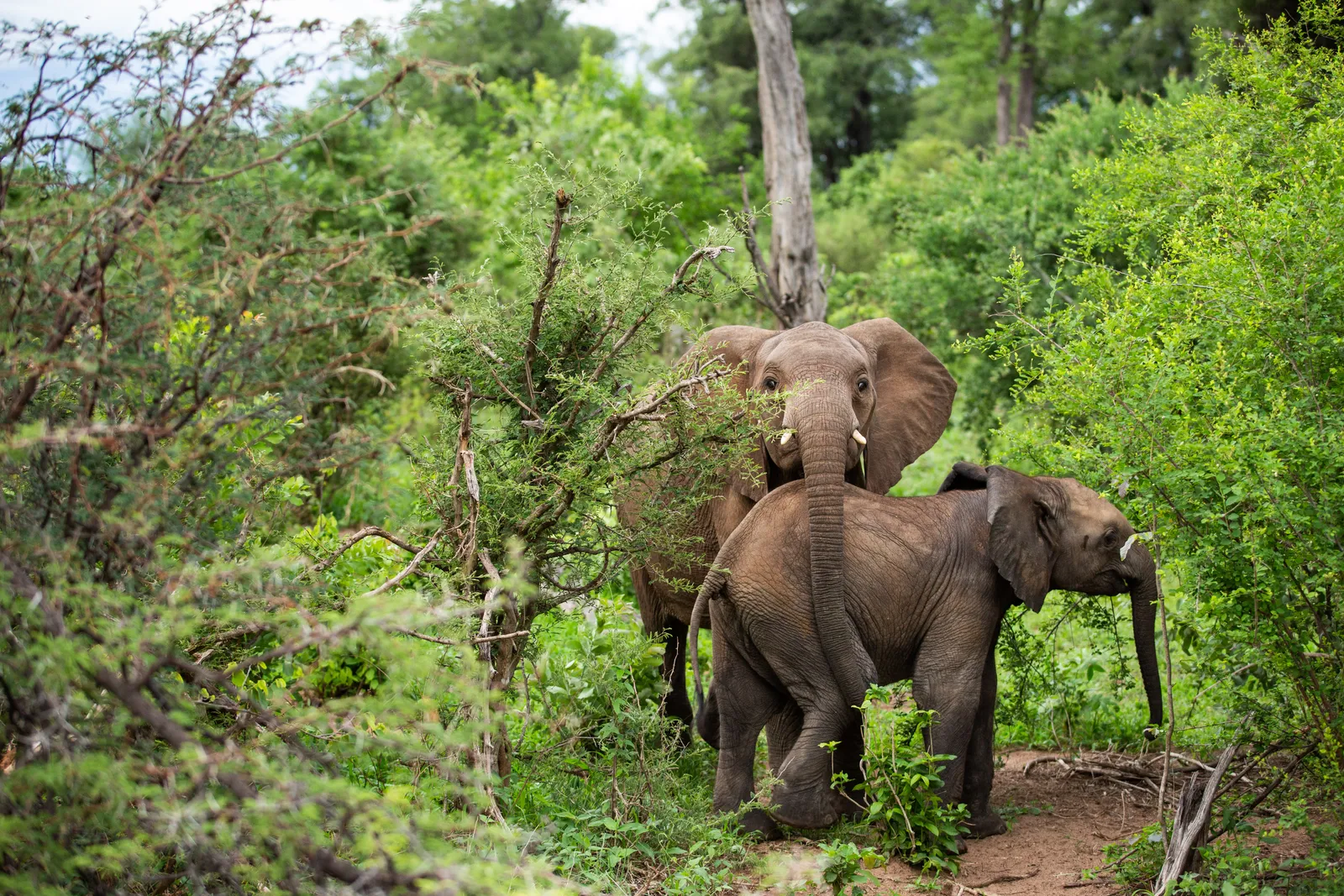 Image may contain Animal Elephant Mammal Wildlife Plant Vegetation Nature and Outdoors