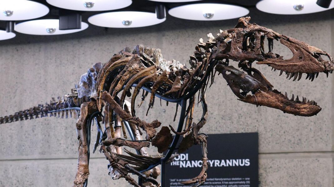 Nanotyrannus skeleton sells for $47.3m in New York auction 'Jodi' a rare mounted skeleton of Nanotyrannus, on display with a sign saying "Jodi the Nanotyrannus" in the background