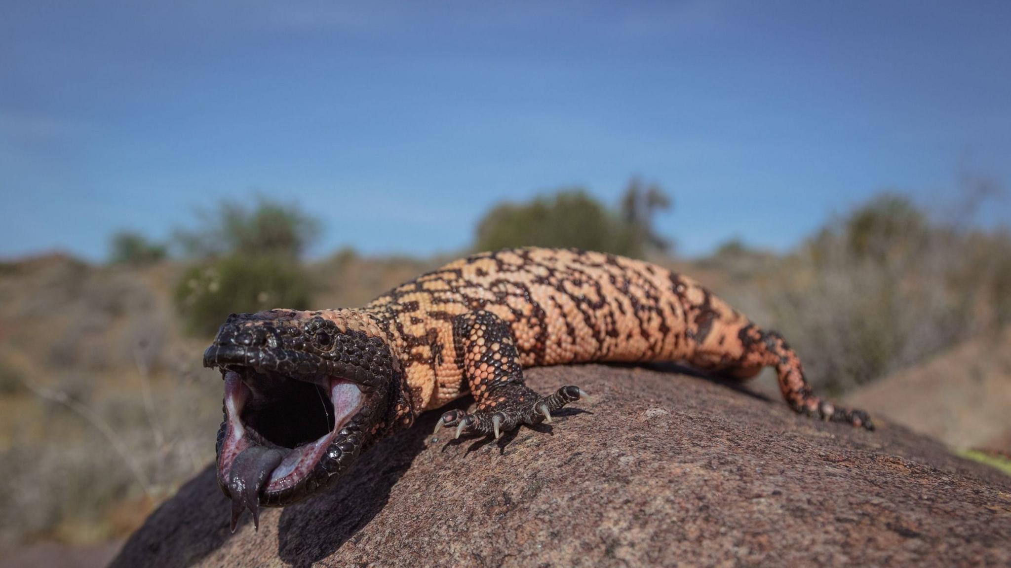 An orange and black striped lizard sits on a brown rock in the sun with its mouth open, and its black tongue can be seen. In the background is a blurred dry vegetated landscape, the sky is blue.