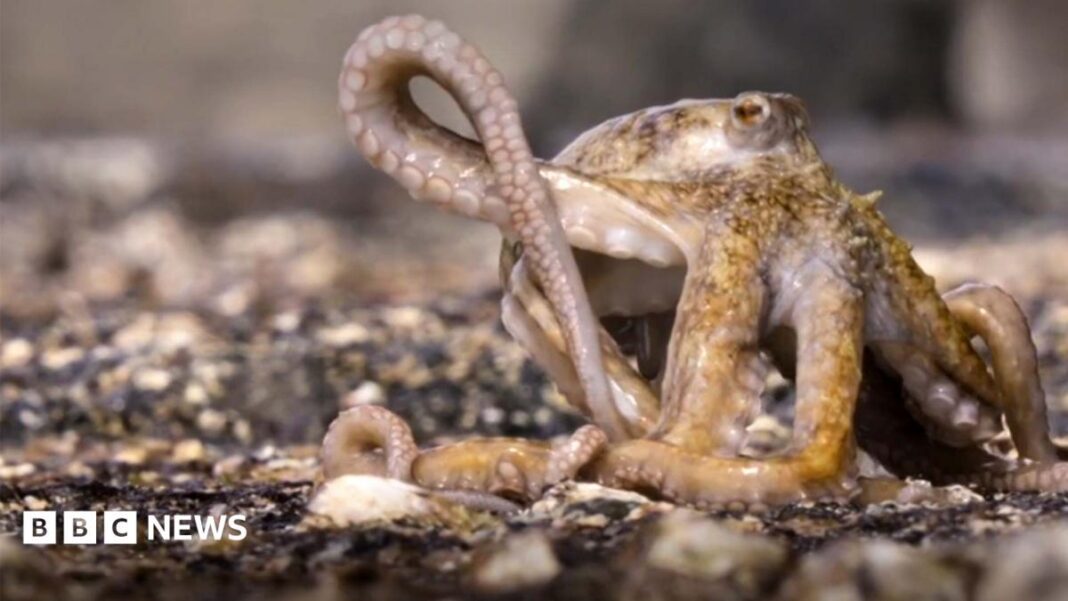 Blue Planet III: Moment octopus escapes death after hunt gone wrong image