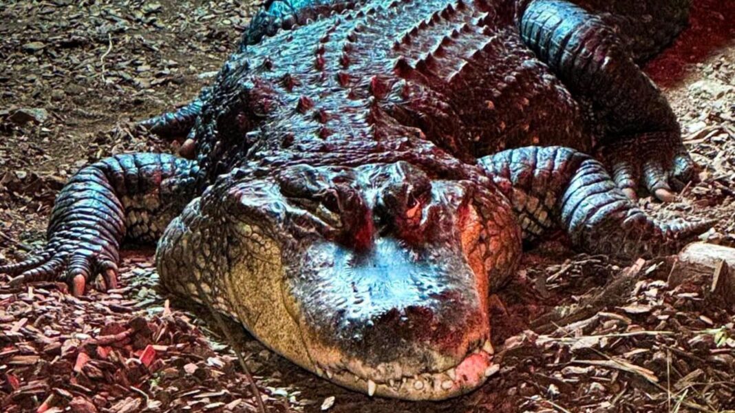 Alligator kills 71-year-old man fishing in Florida A close up of American alligator Albert on land.