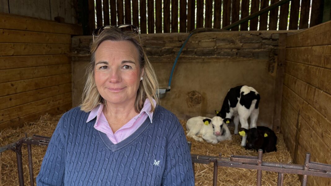 Glastonbury coach tickets oversold in admin error Sally Phillips standing in front of a barn with three calves resting on straw bedding.