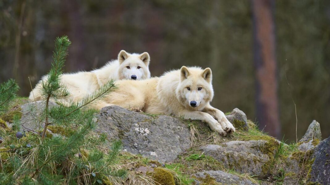 Girl seriously injured in wolf attack at German wildlife park Two Arctic wolves lying on a rock in a wooded area, with foliage seen around them