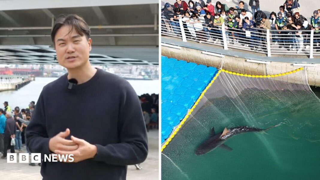 Huge crowds watch attempt to save shark stranded in South Korean canal image