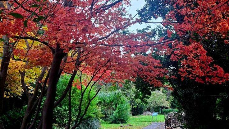 Red, yellow and green leaves adorn trees in a part in Glasgow