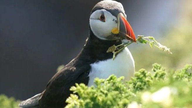 A black and white puffin with a twig in its beak
