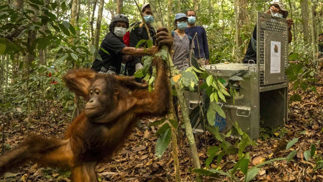A teenage orangutan swings from a tree trunk after being released from a transport cage, as rescuers look on.