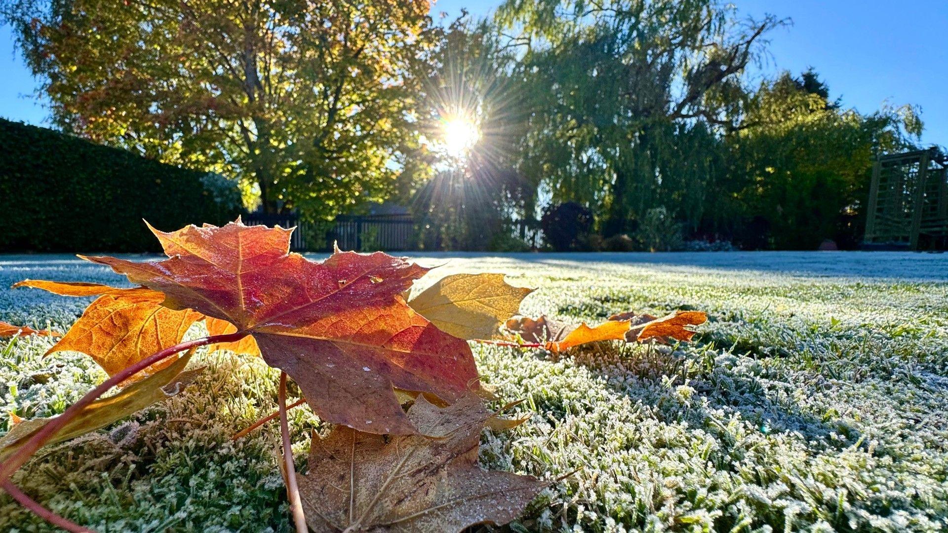 Red and brown leaves lie on top of a frost covered lawn under blue skies. Sunshine peeps through distant trees.