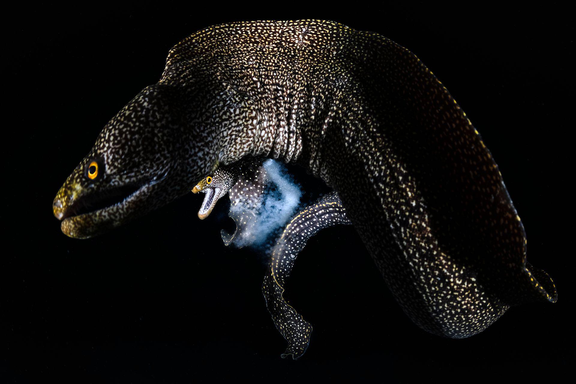 A dark Abbott's moray eel is photographed against a black background, with its long curved body and spotted skin clearly visible. Its mouth is slightly open and its body is positioned as if swimming through the water.