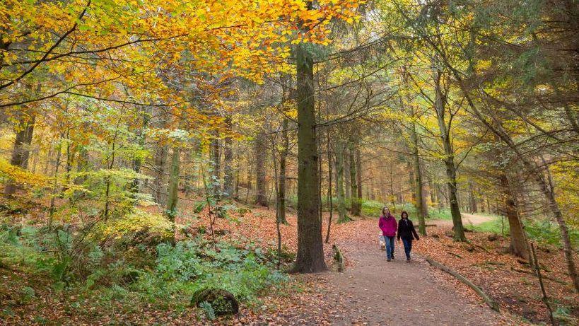 Two people walk a dog through an autumnal looking woodland. They are wrapped up in warm coats.