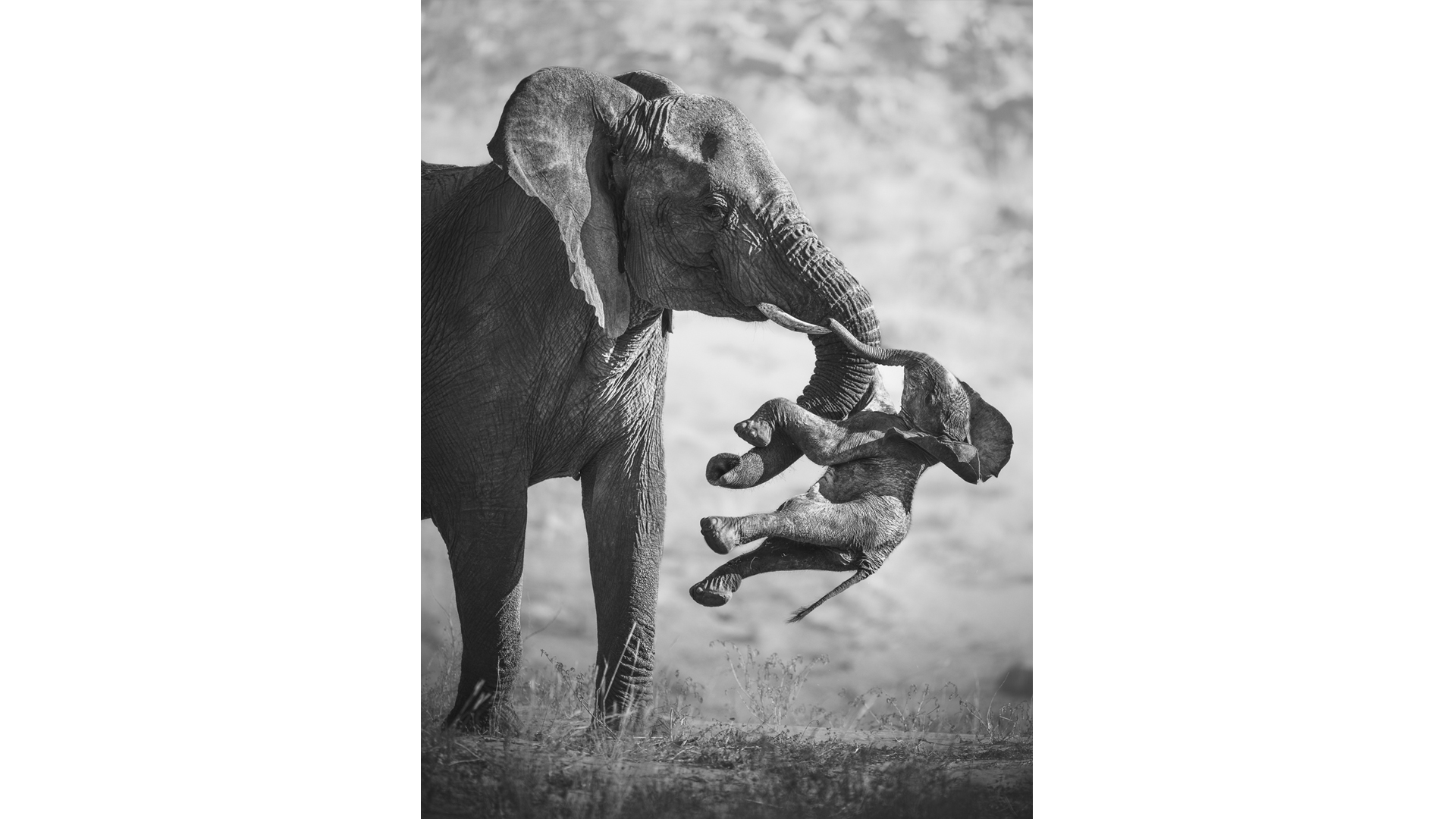 Black-and-white photograph of an adult elephant lifting the body of a dead elephant calf with its trunk. The calf is hanging limp in the air, with its legs and head lowered. The adult elephant stands beside it in an outdoor setting with a blurred background.