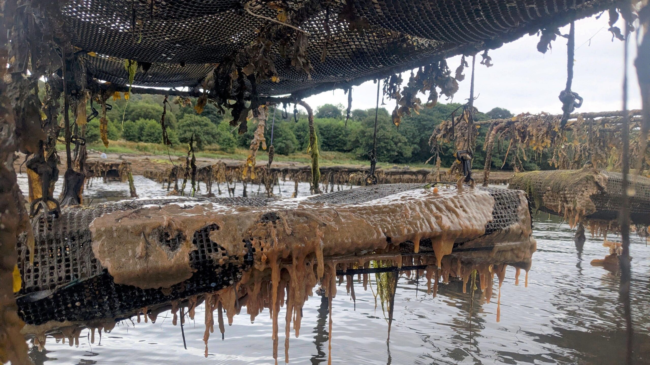 A close up of two metal crates hanging over the waters edge smoothered woth a gooey orange slime that is dripping into the water.