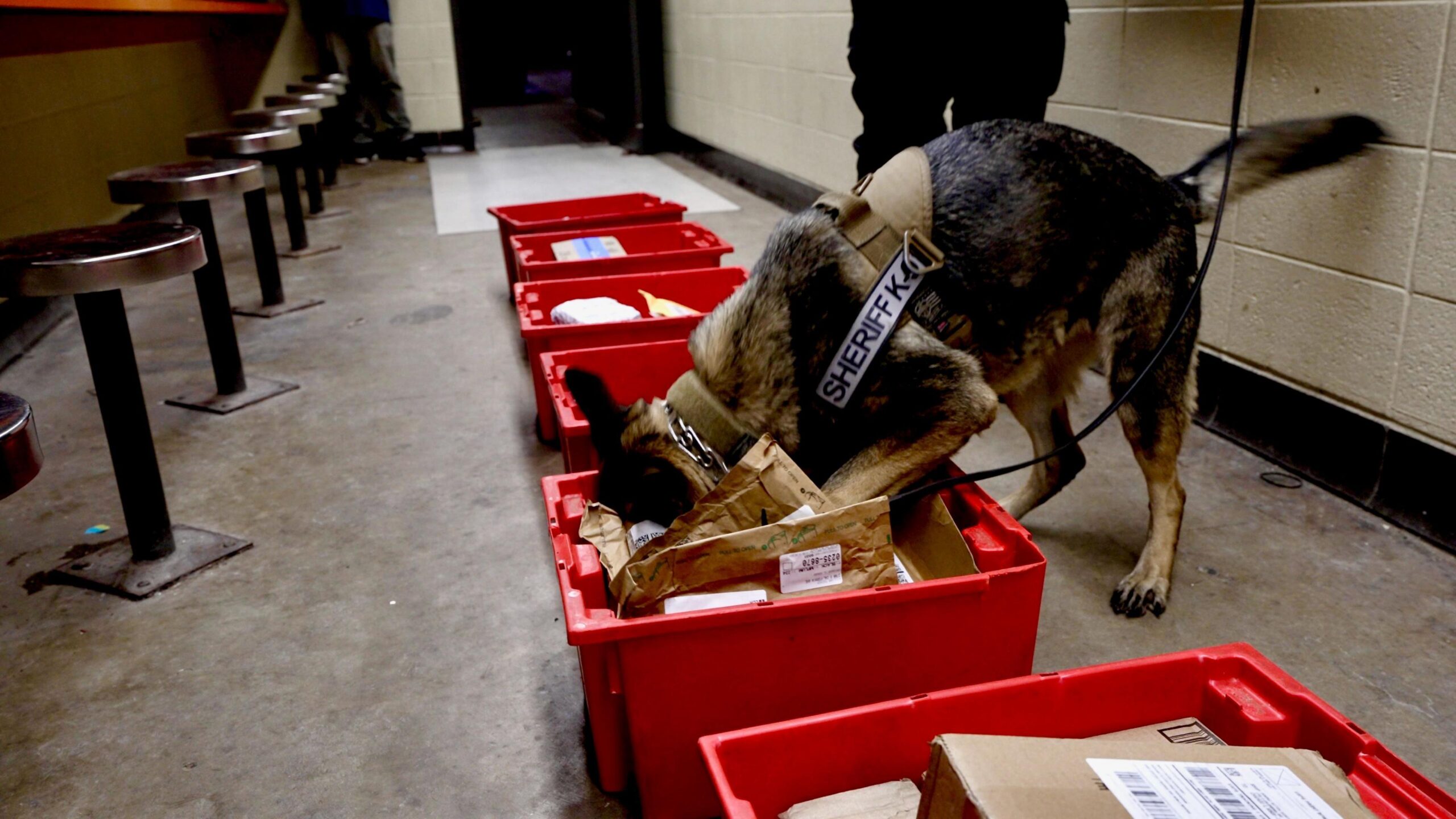 A police sniffer dog rifles through post in a red box