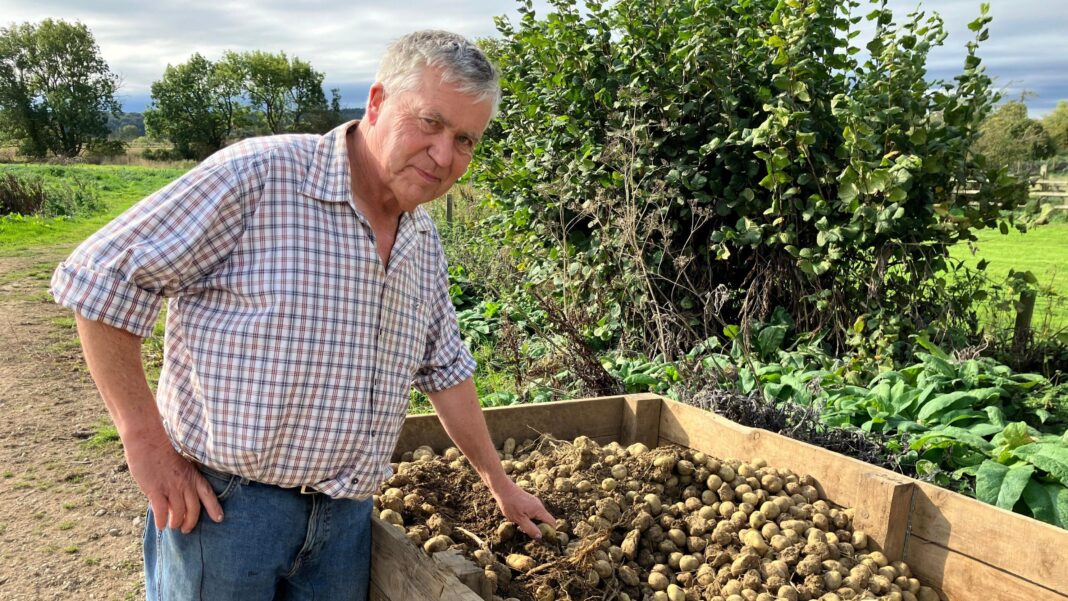 A farmer stands by some of the wasted potatoes he's harvested which are too small for customers needs.