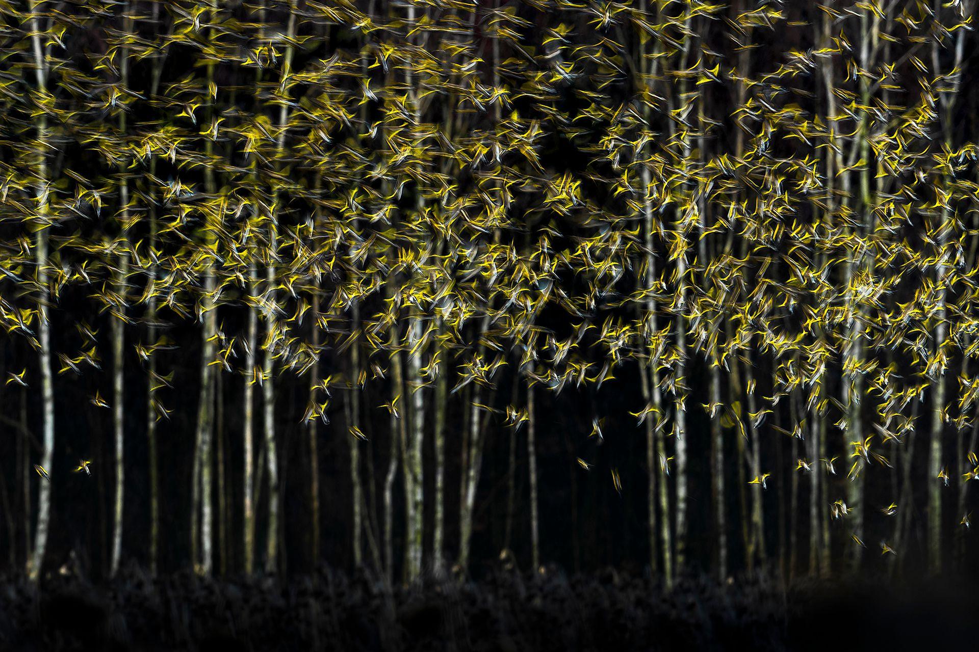 A large flock of small birds appears as blurred golden streaks flying across a dark woodland. Tall, leafless birch trees form a vertical background. The golden birds creates the impression of foliage on the trees.