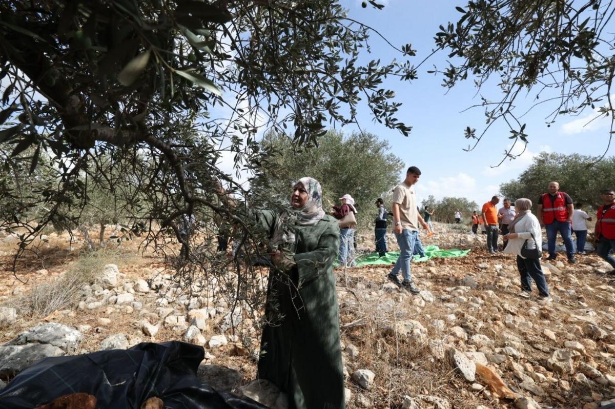 A wide shot of a woman wearing a head scarf picking olives from an olive tree. In the distance are several people, including two volunteers in high-viz vests, picking olives.