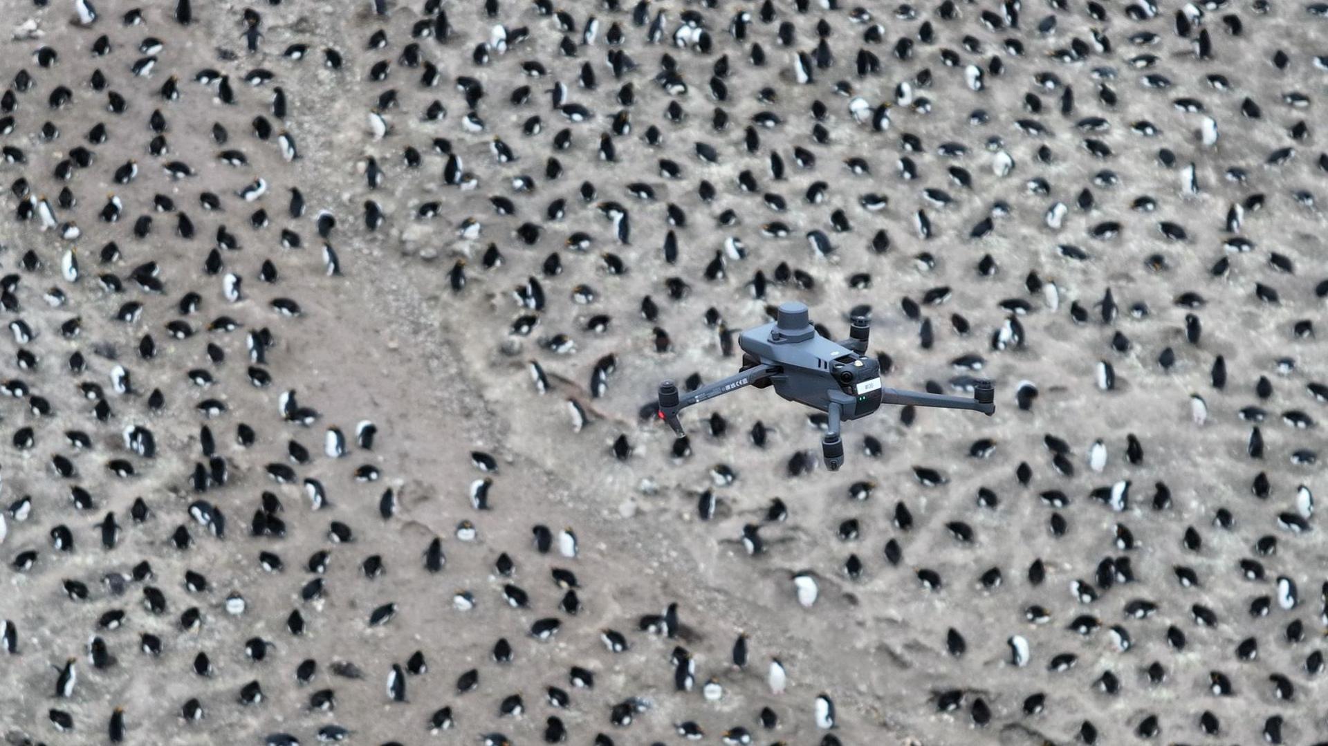 A drone, in the foreground, flies above a brown, rocky surface which is peppered with dozens of black and white penguins.