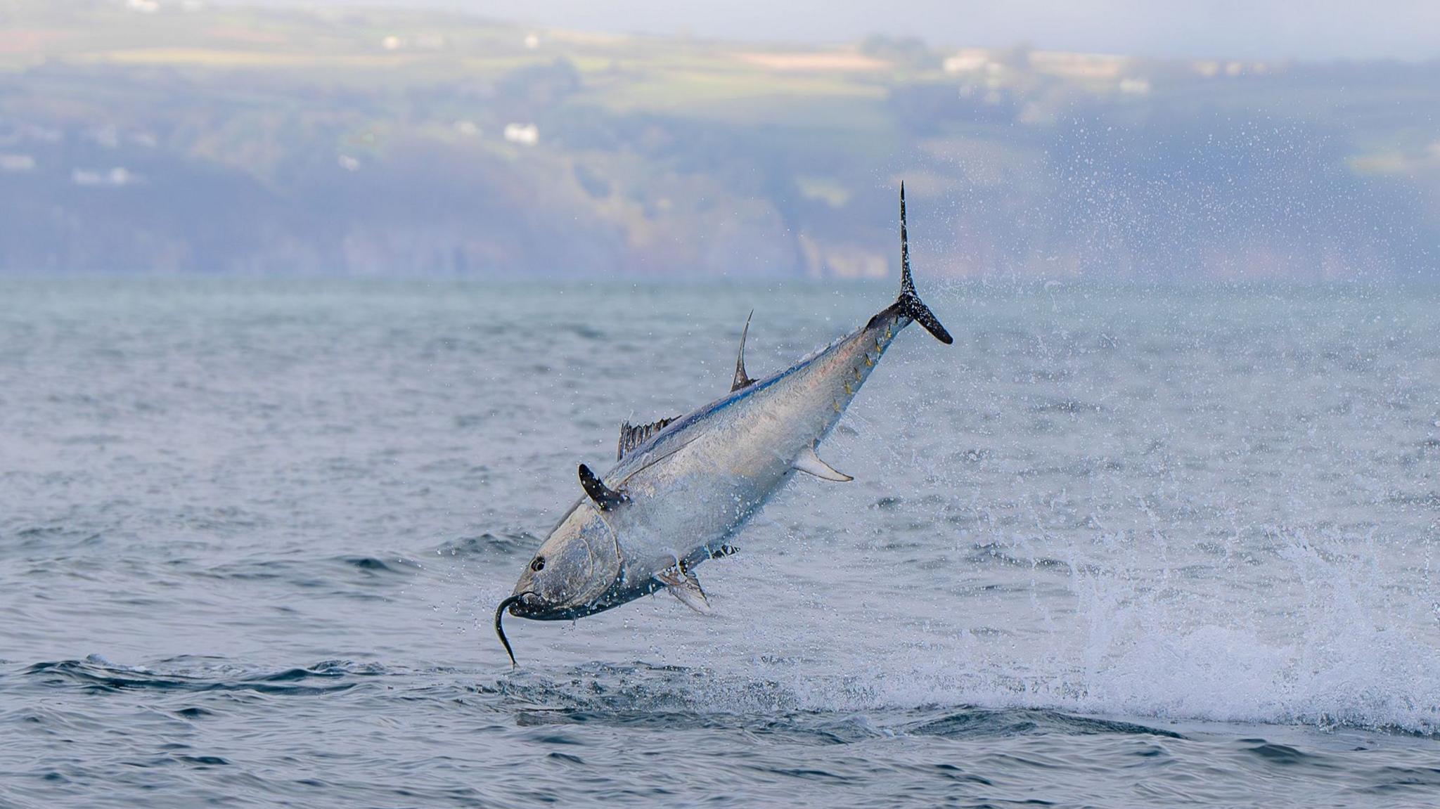 A silvery blue fish jumps out of the sea to catch a smaller fish which can be seen protruding from its mouth. In the background a hazy view of green fields can be seen and the edge of a cloudy grey sky