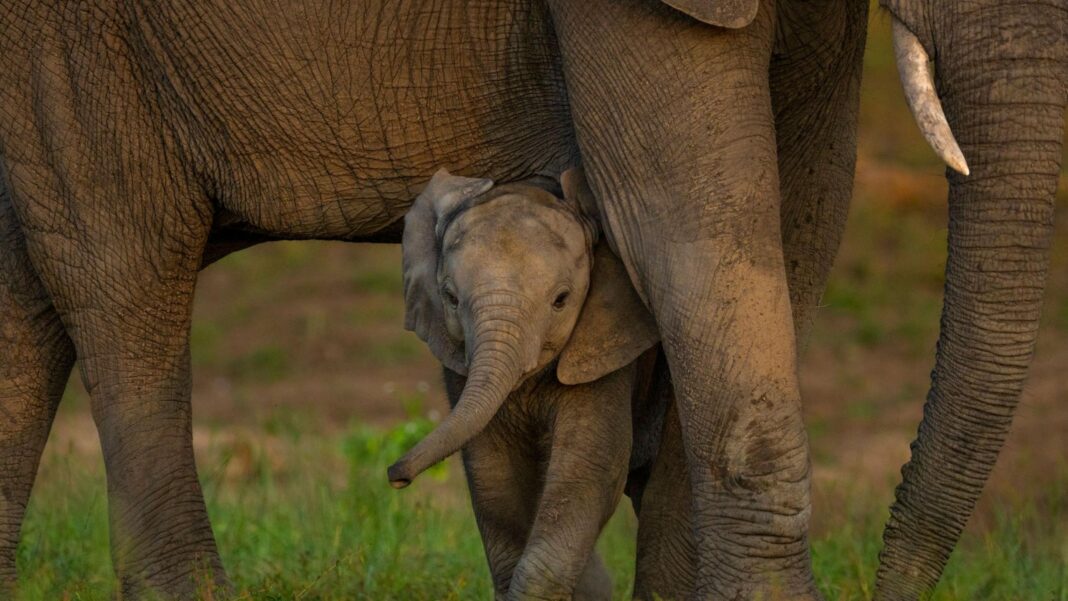 Global nature talks reach deal but money remains an issue A baby elephant cane be seen under the legs of an adult elephant in the background is some grass