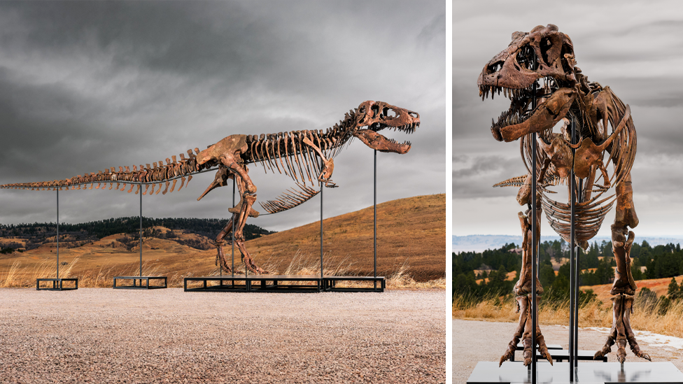 An T. rex skeleton with some rib bones missing stands on a pedestal held up by five metal bars. In the background is rolling brown hills and forest. The sky has thick grey clouds. ( left) A view of the same dinosaur skeleton from the front