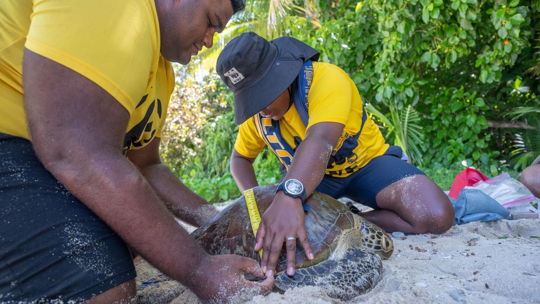 Two men wearing yellow and blue t-shirts and blue shorts measure a green sea turtle on a beach. The one on the left holds onto the turtle whilst the one on the right stretches a yellow tape measure across its shell. In the background green foliage can be seen.