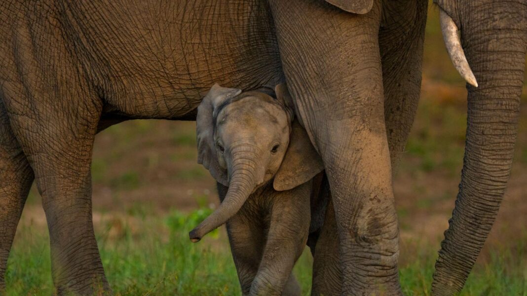 A baby African elephant stands under the belly of an adult elephant. The lower half of the adult is visible, in the background is green grass.
