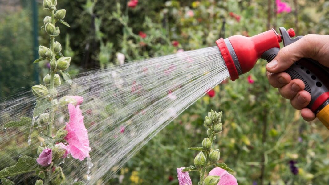 A person adjusts uses a hosepipe sprinkler to water pink flowers in a garden. In the background are blurred bushes and other tall flowers.