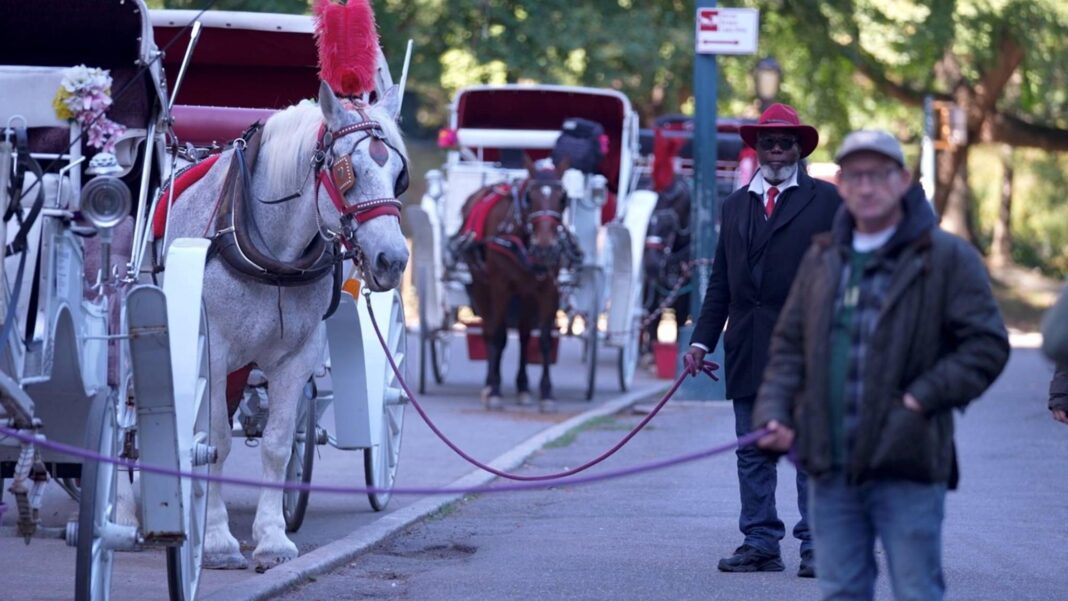 Two drivers stand next to their horse carriages