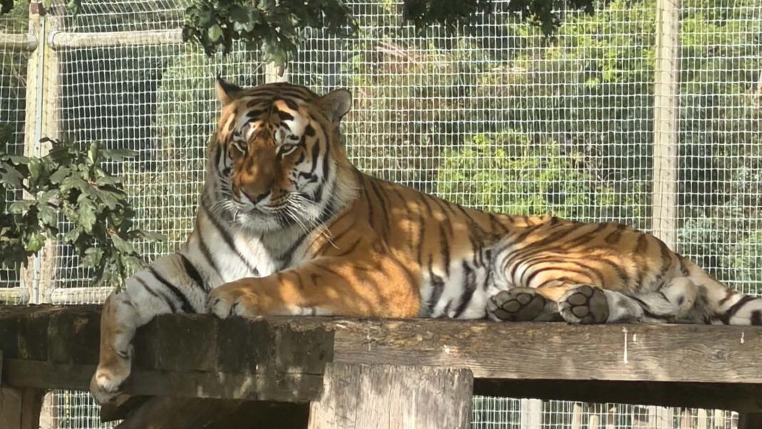 A tiger at Yorkshire Wildlife Park which attacked a person in the enclosure on Saturday
