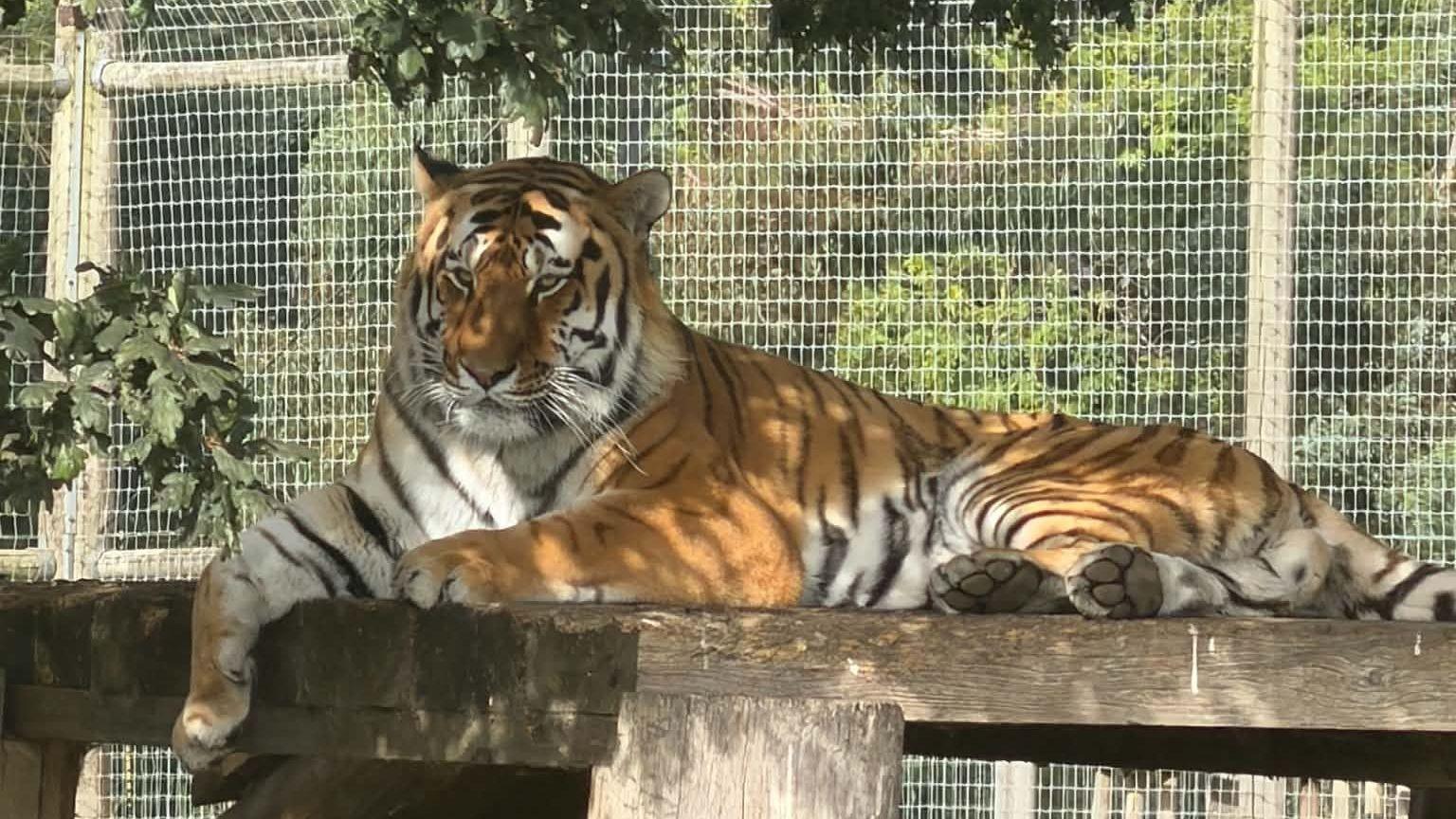 A tiger at Yorkshire Wildlife Park which attacked a person in the enclosure on Saturday