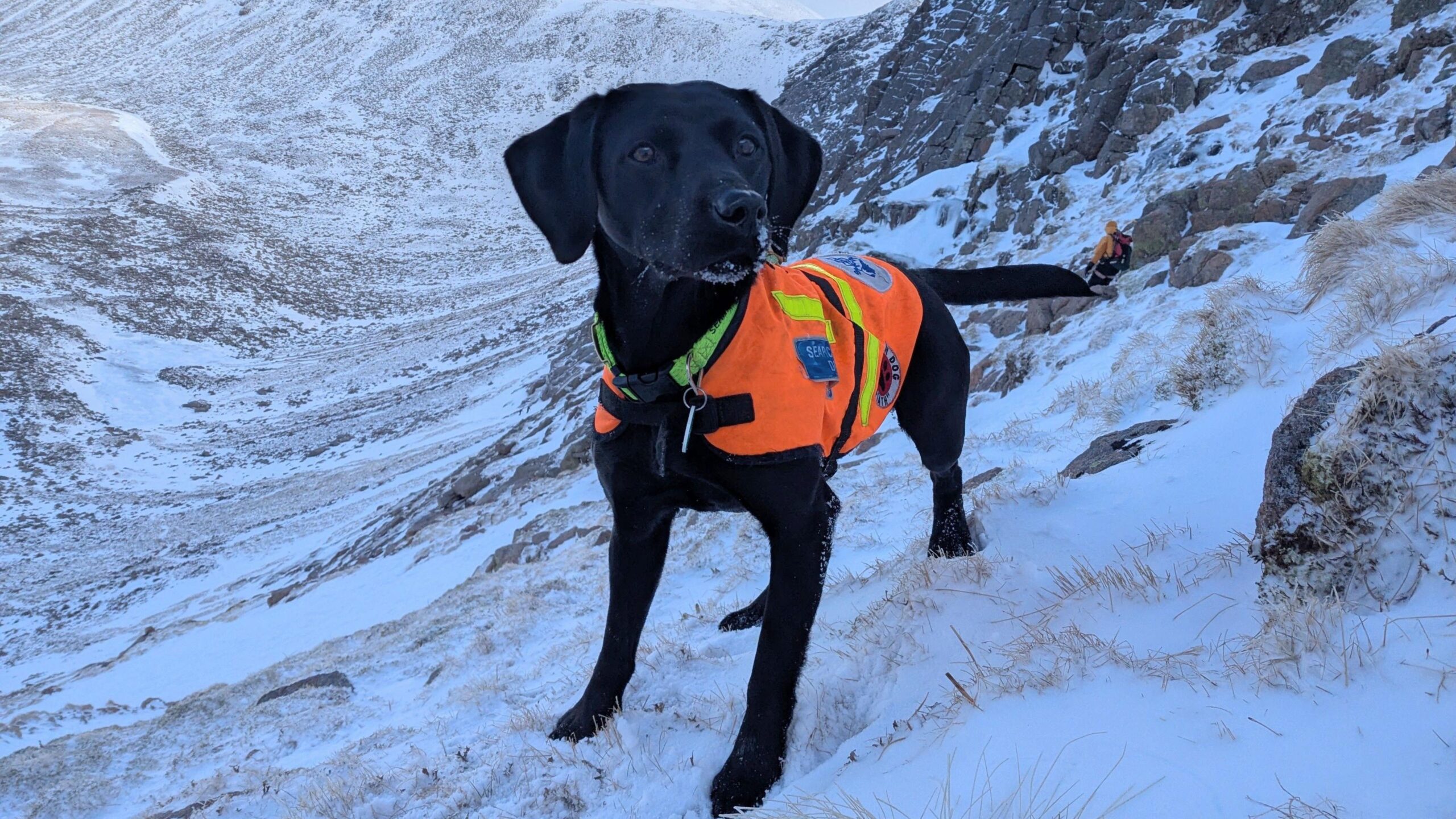 An alert medium sized black  labrador, wearing a high viz orange jacket is standing on top of anow covered mountain range and she is looking out into the distance.
