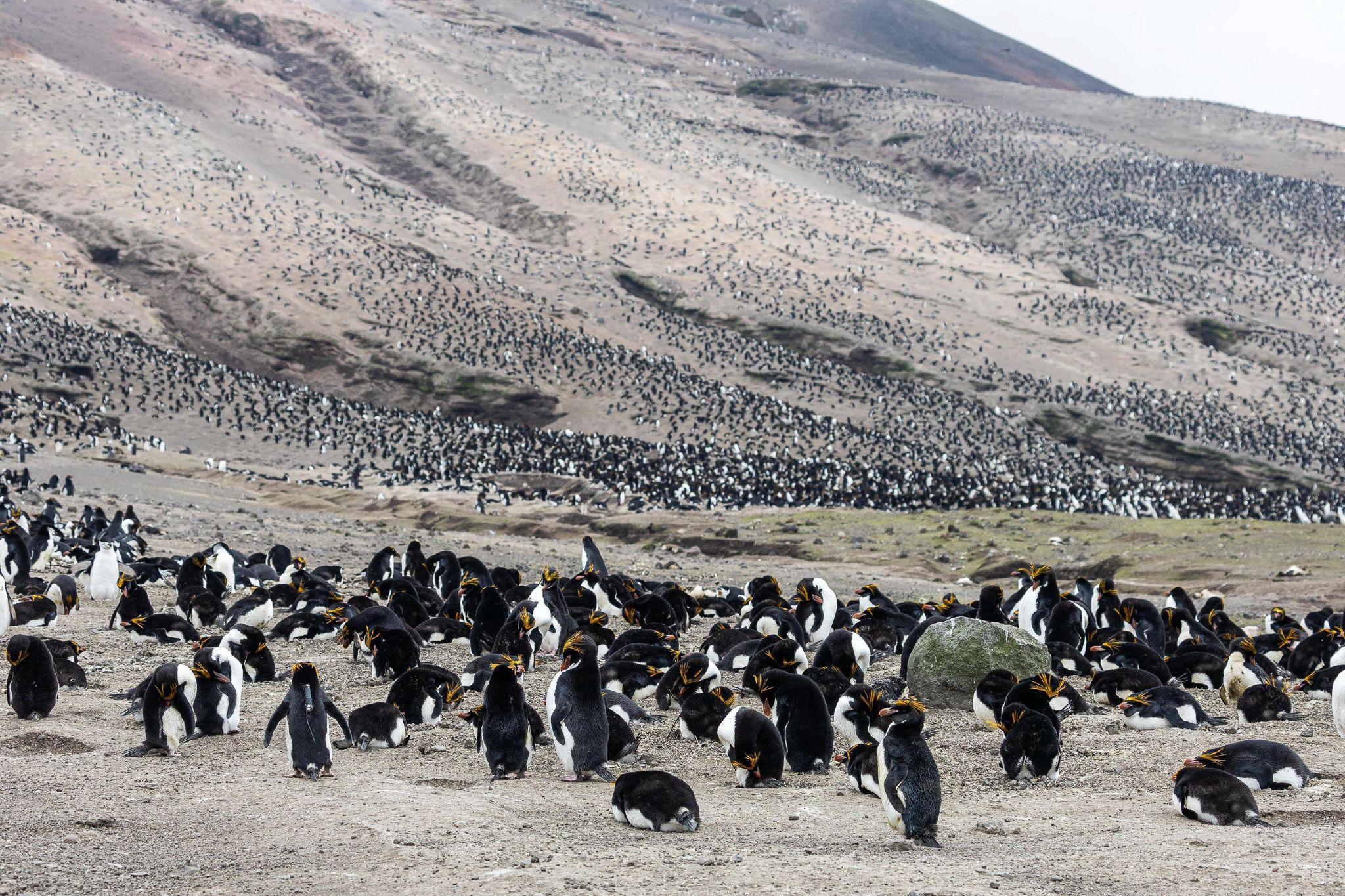 In the foreground, on a rocky, rugged landscape, there are dozens of black and white penguins with yellow streaks of plumage on their heads. These are macaroni penguins. You have to look more closely to see that the hundreds, perhaps thousands of black and white dots in the background are penguins nesting in the same bleak-looking rocky expanse.