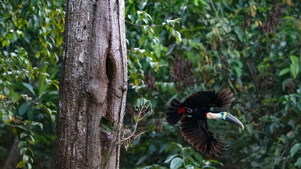 A toucan flies from a tree trunk with lush greenery of the Brazilian Amazon in the background