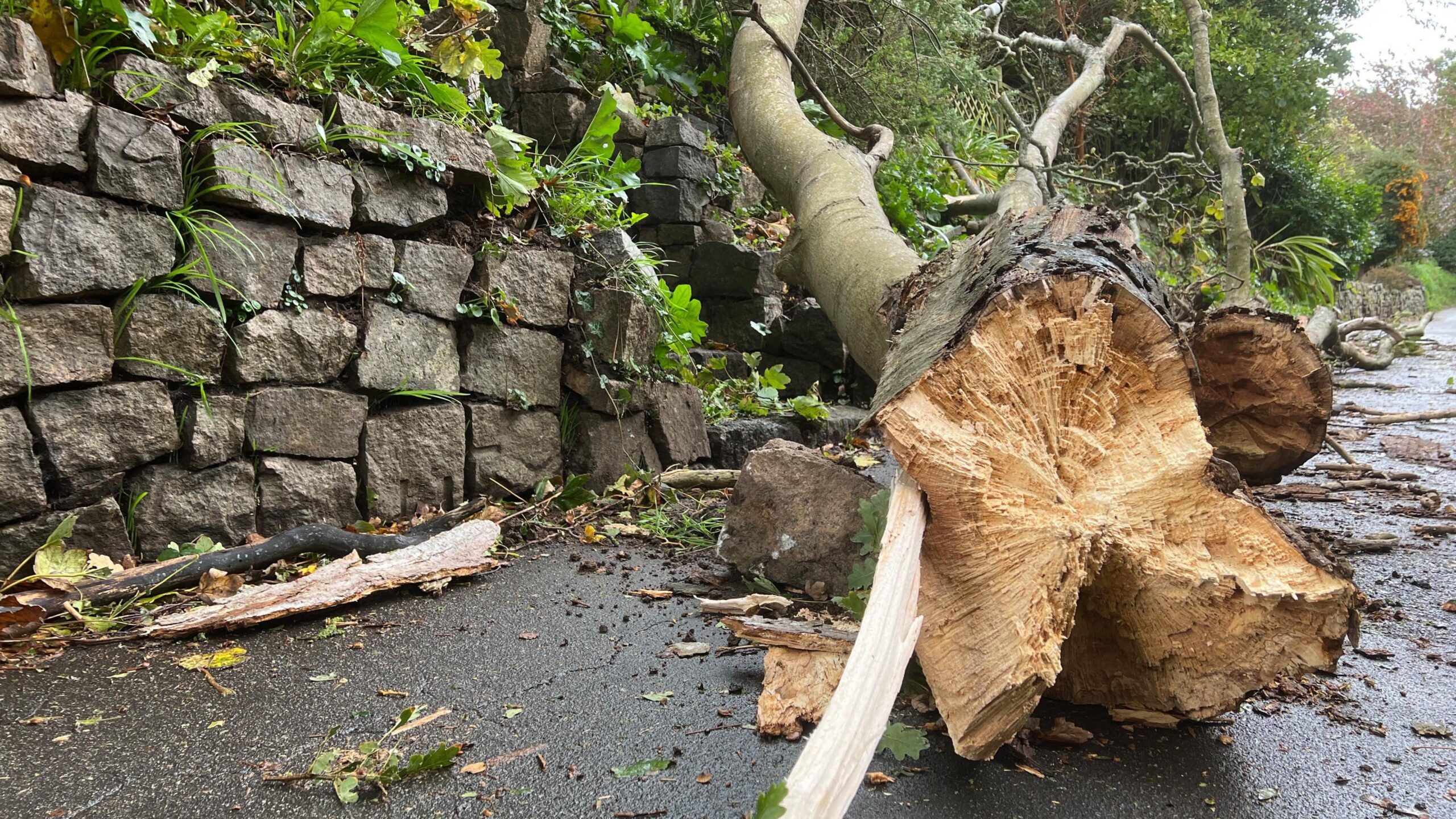 A fallen tree on a road. The trunk is ripped open from the wind