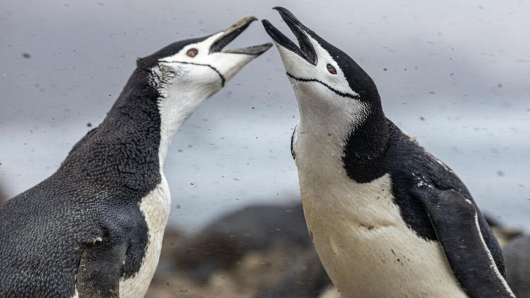 Two black an white chinstrap panguins - so named because of the marked black line across their white necks - have an interaction. The birds are facing each other and both have open beaks. They appear to be showing aggression - perhaps each trying to scare the other away from its territory.