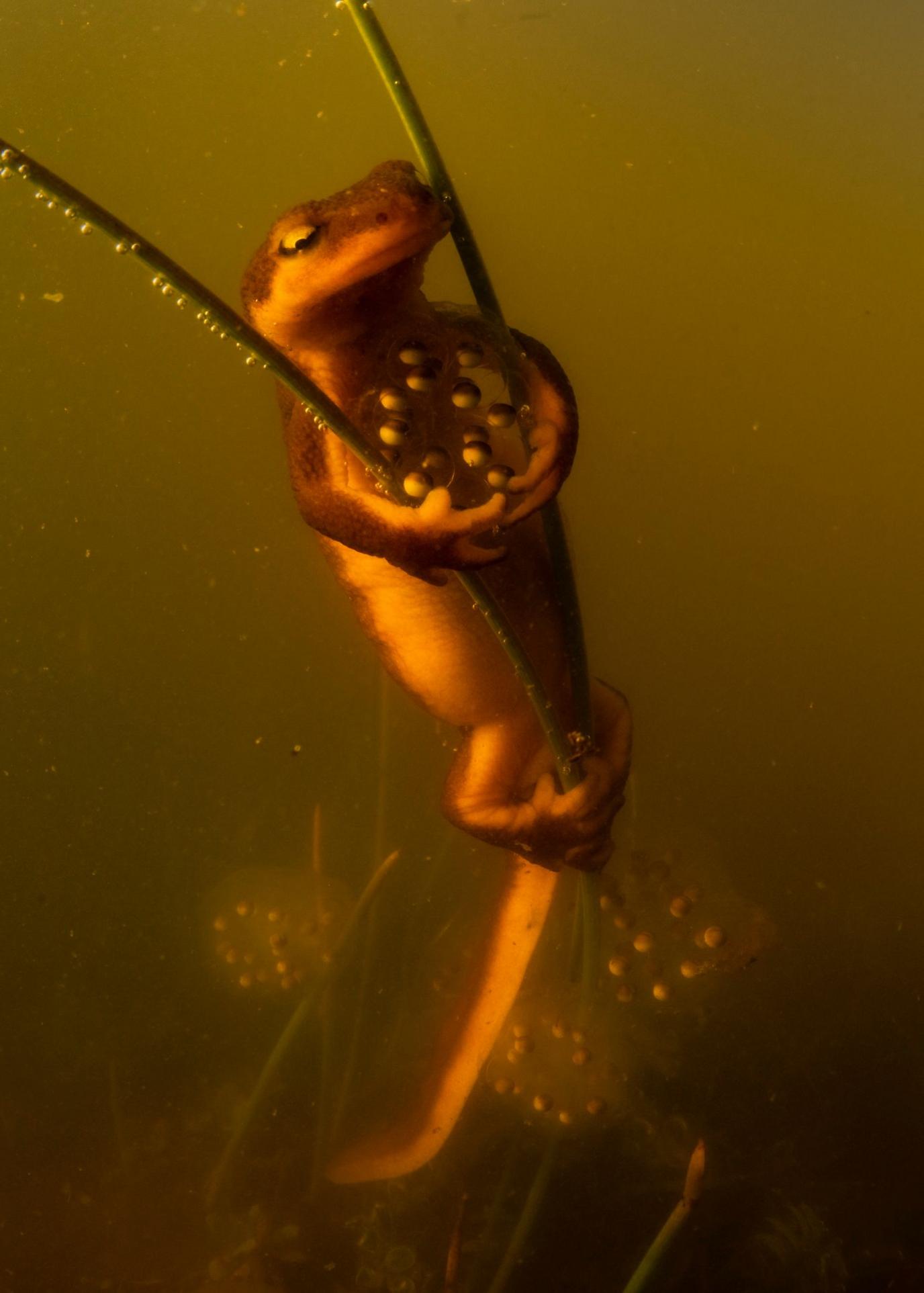 A California newt is shown underwater, clinging vertically to a plant stem in murky, yellow-brown water. Its body and spotted skin are clearly visible as it holds onto vegetation containing eggs.