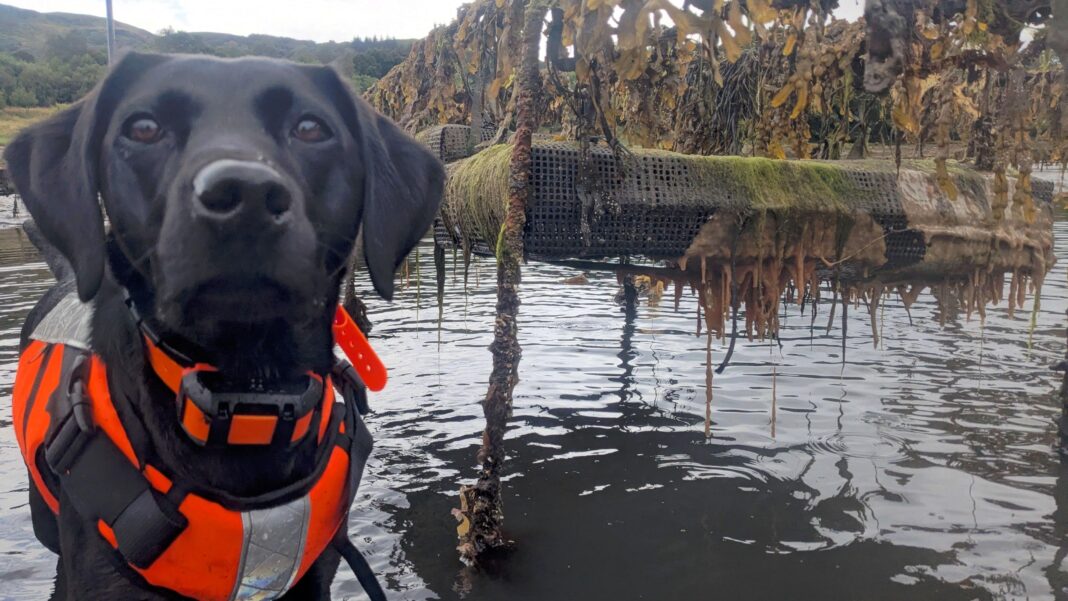 A medium sized black dog in an orange high viz jacket is standing in shallow water on the coast and is staring into the camera. Hanging next to her is a platform dripping with an orange and green gooey slime.